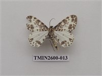 藏品(尺蛾114)的圖片